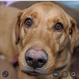 Meet your Posher, Laurie